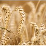 Coopérative Ile de France Sud